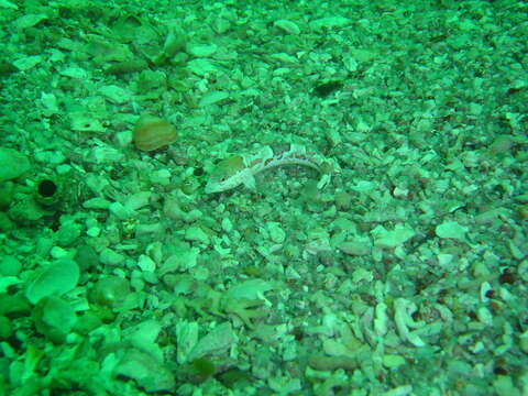 Image of Deep-reef Klipfish