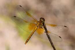 Image of Yellow-winged Darter