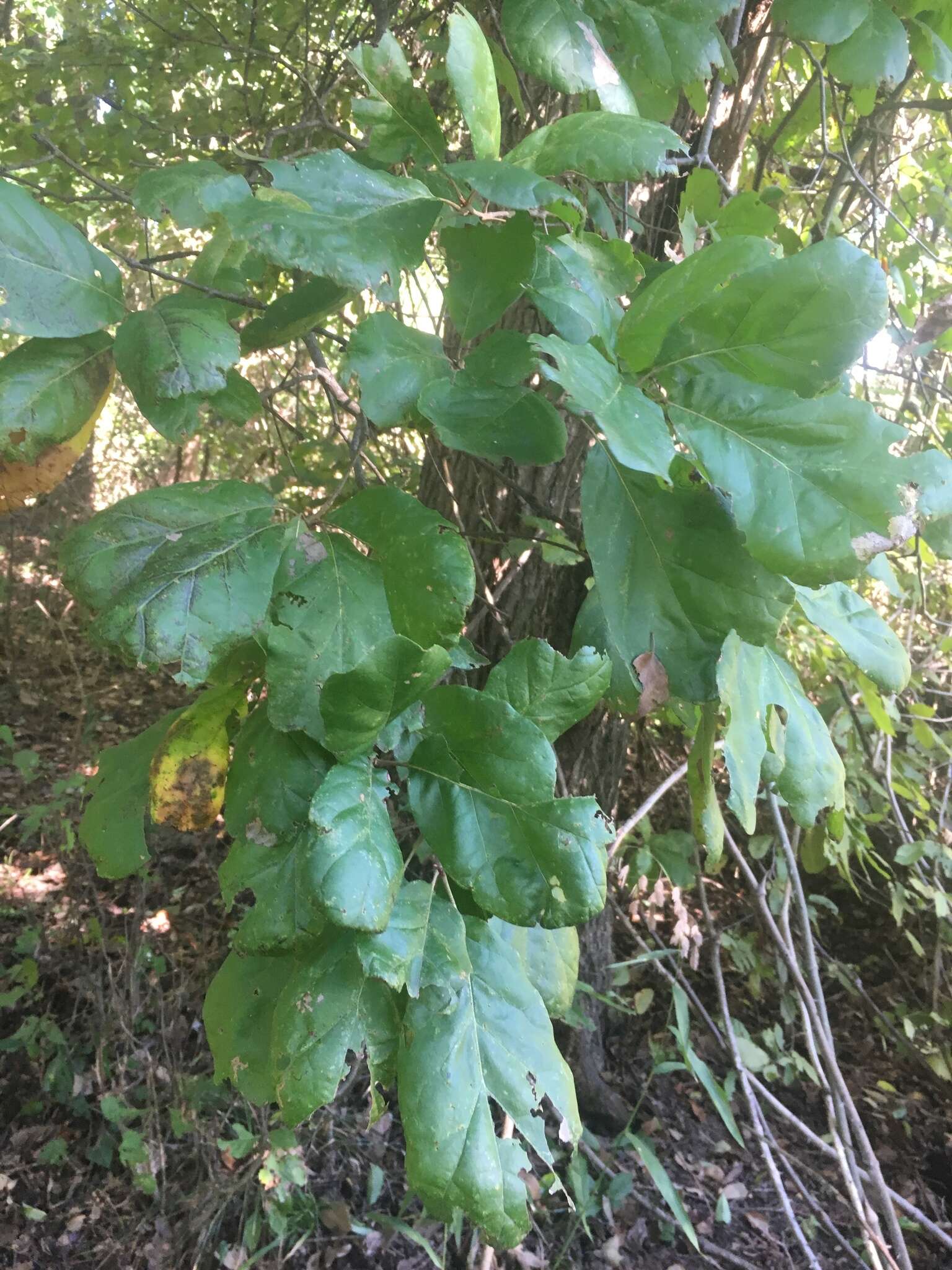 Слика од Quercus arkansana Sarg.