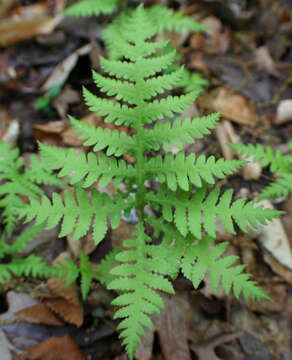 Image of broad beechfern