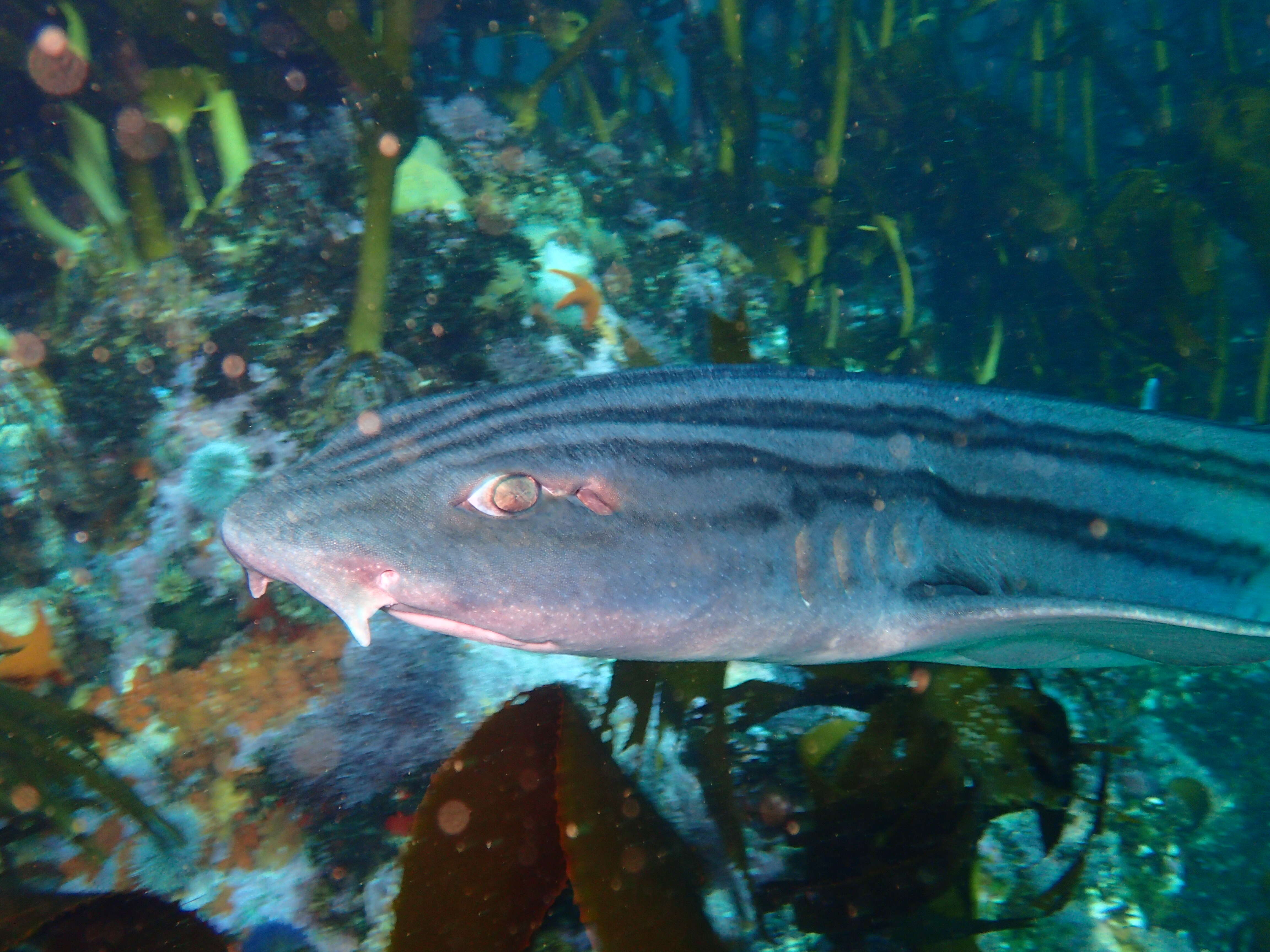 Image of Pyjama Shark