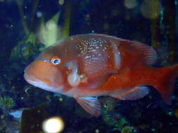 Image of Roman Seabream