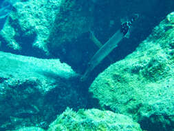 Image of Atlantic cornetfish