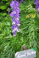 Слика од Aconitum napellus L.