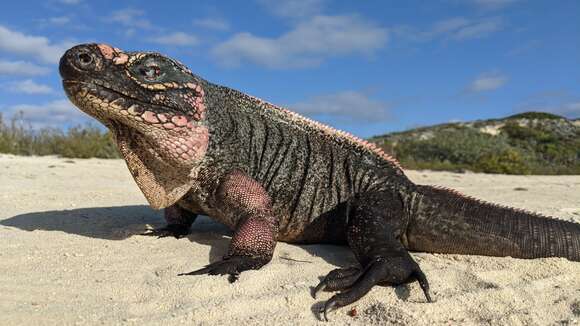 صورة Cyclura cychlura figginsi Barbour 1923