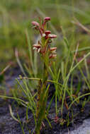 Disa rufescens (Thunb.) Sw. resmi