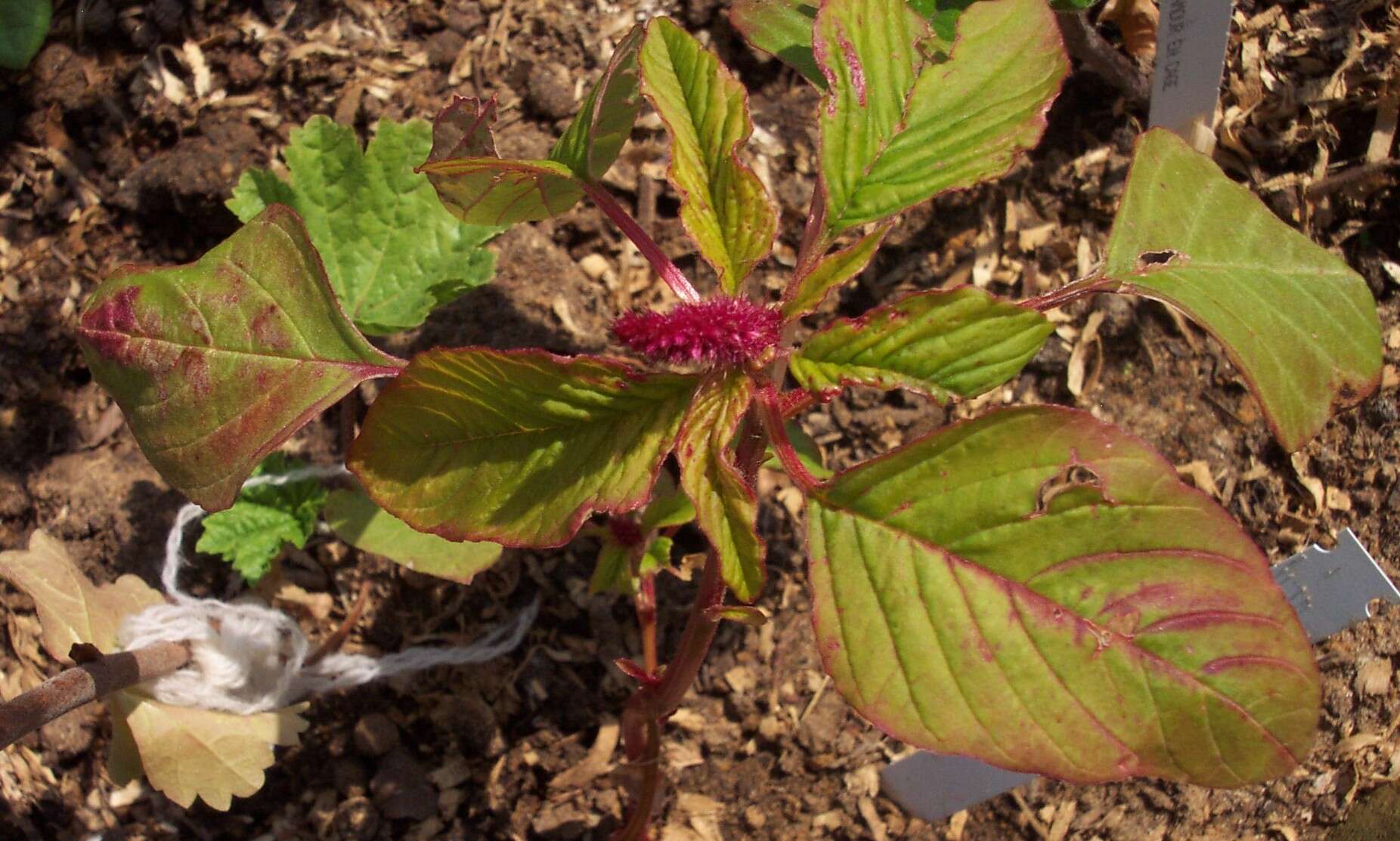 Imagem de Amaranthus caudatus L.