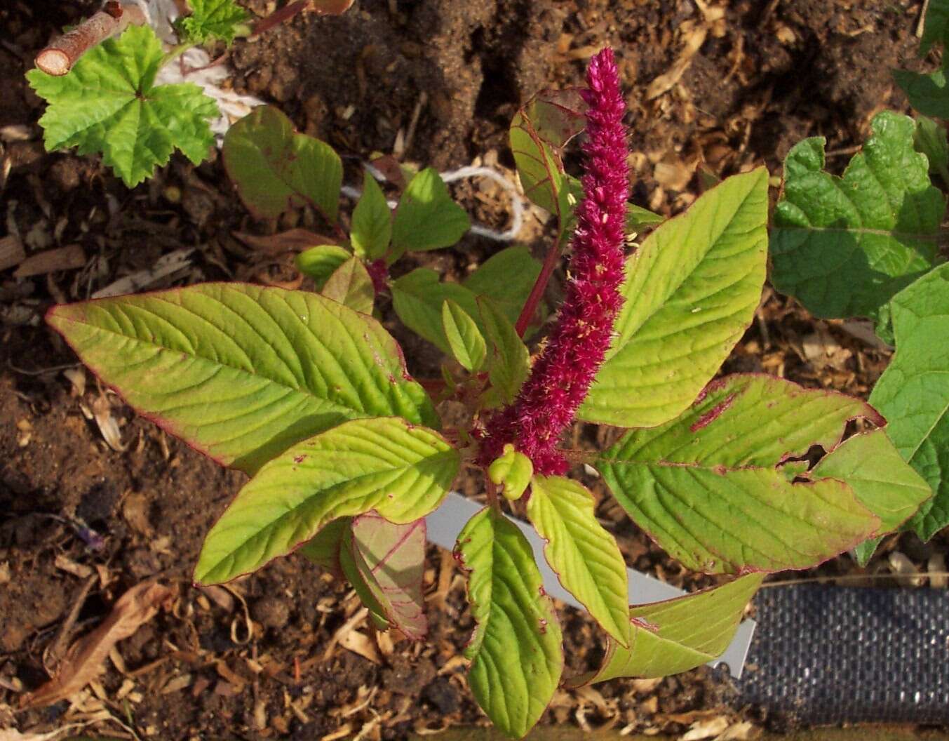 Imagem de Amaranthus caudatus L.