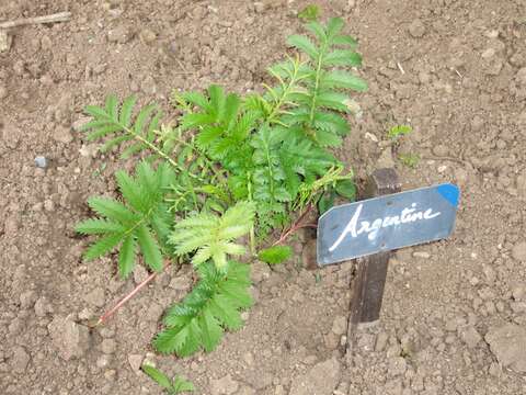 Argentina anserina (L.) Rydb.的圖片