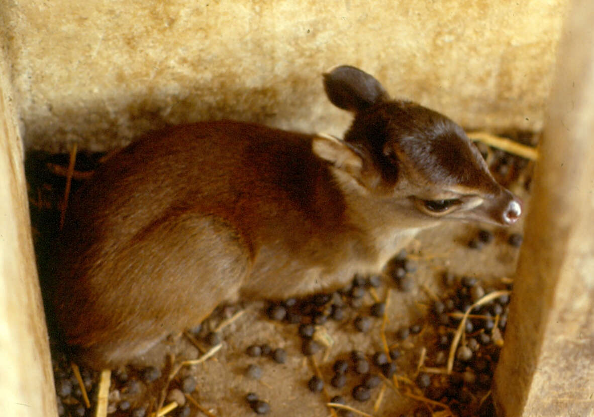 Image of Maxwell's Duiker