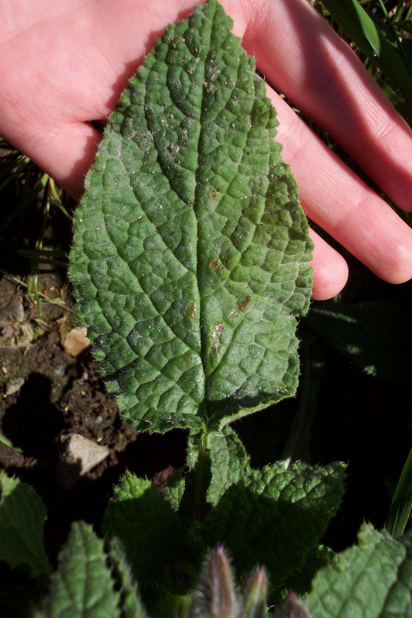 Image of borage