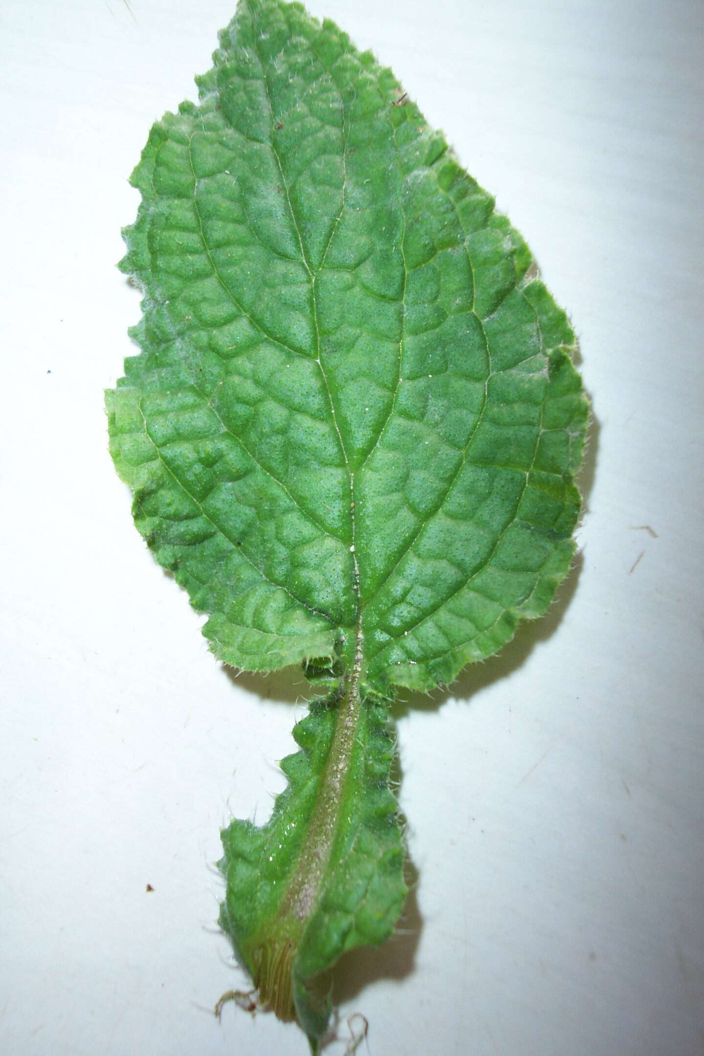 Image of borage