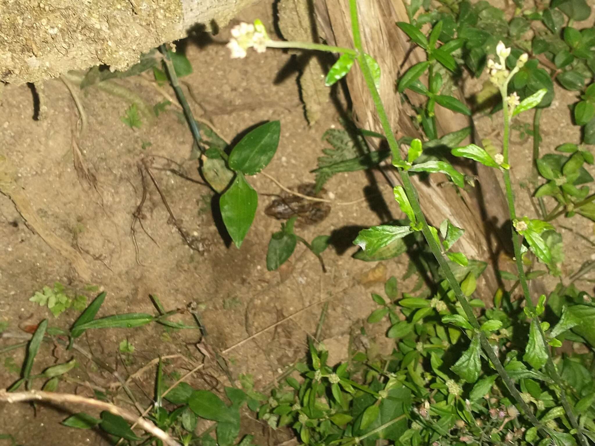 Image of Caribbean white-lipped frog