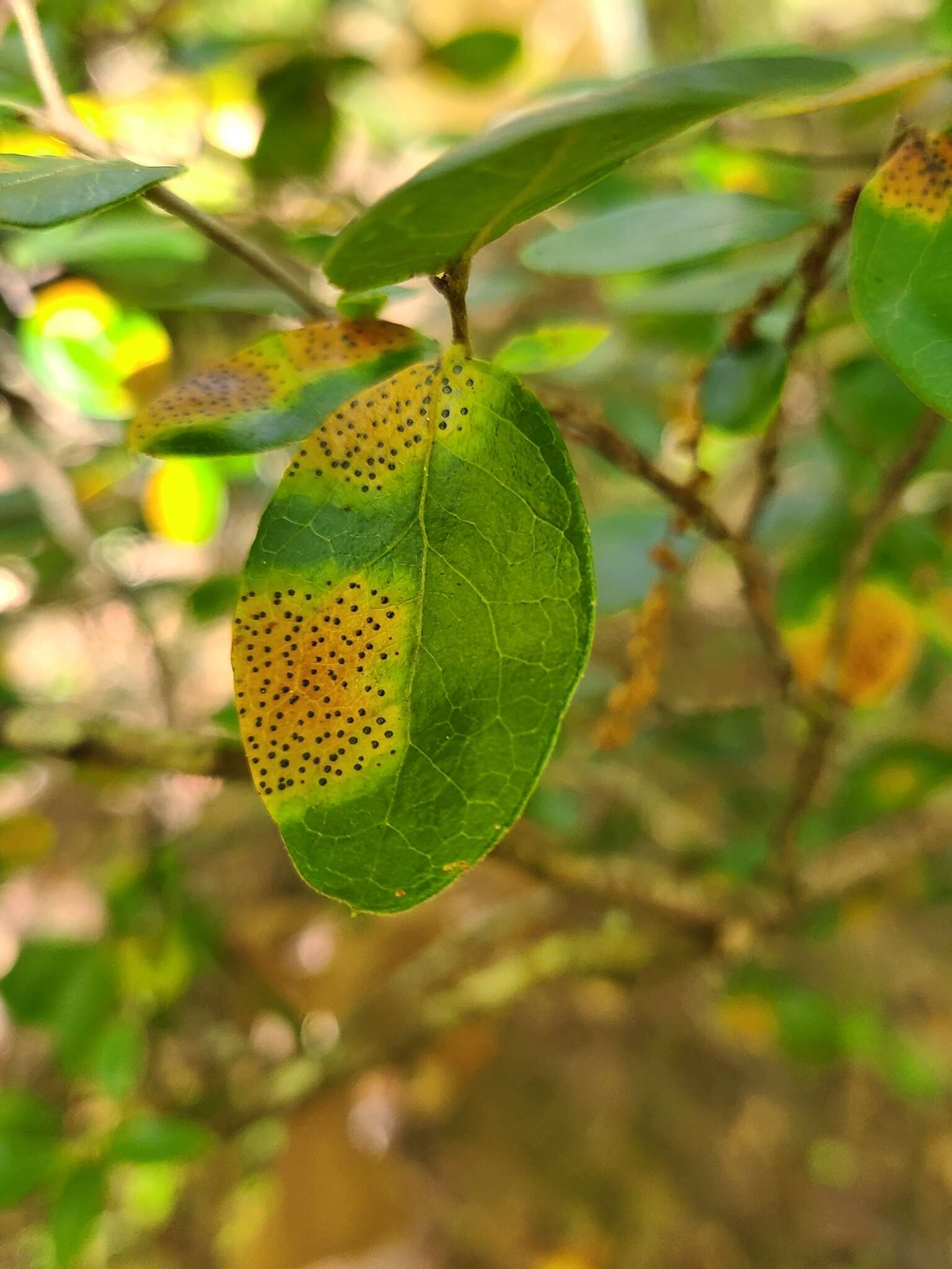 Sivun Ophiodothella vaccinii Boyd 1934 kuva