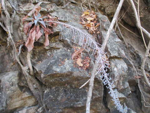 Image of Thompsonella platyphylla Rose