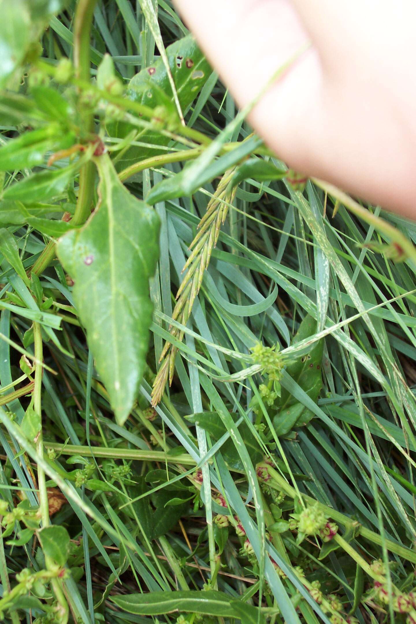 Image of sea beet