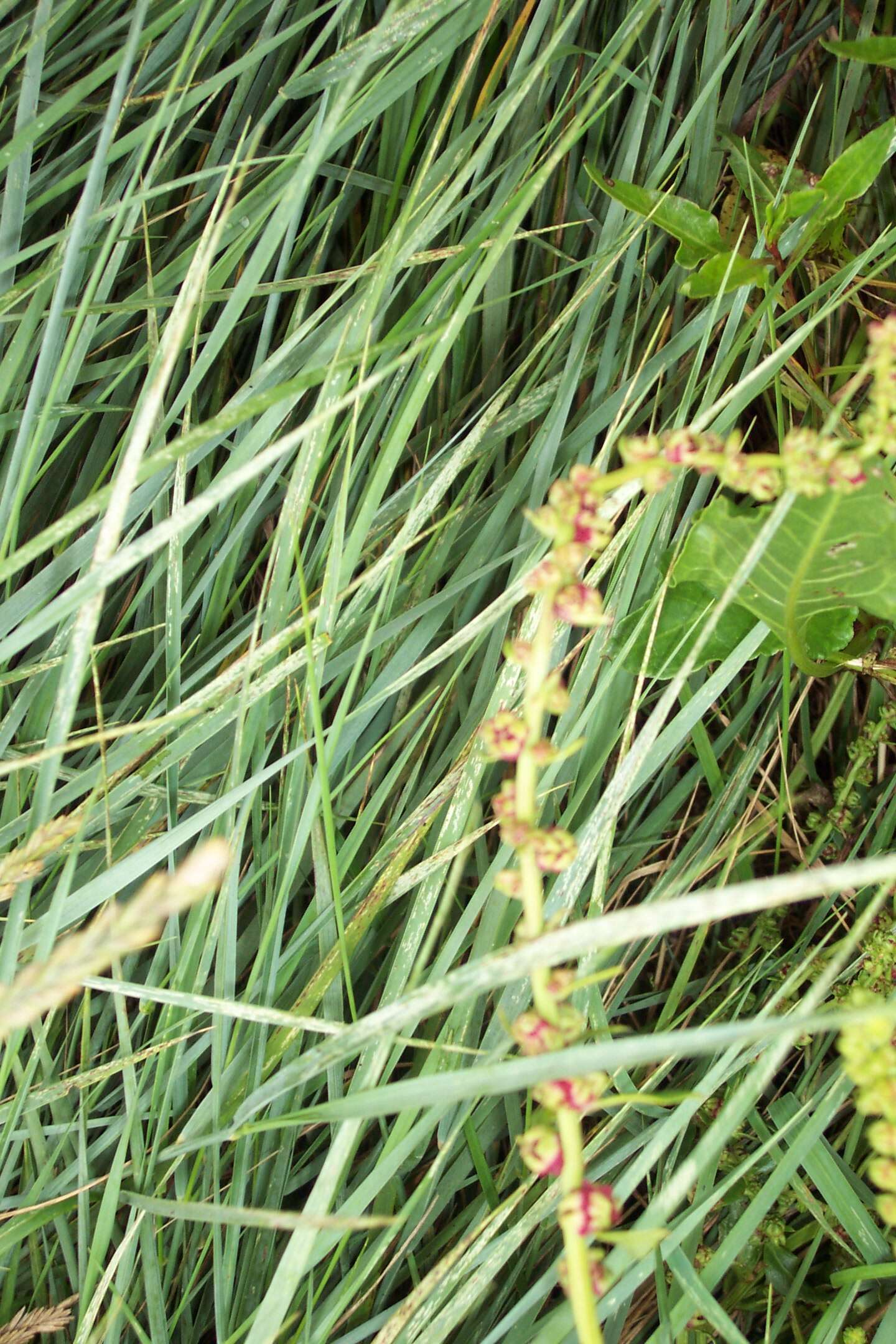 Image of sea beet