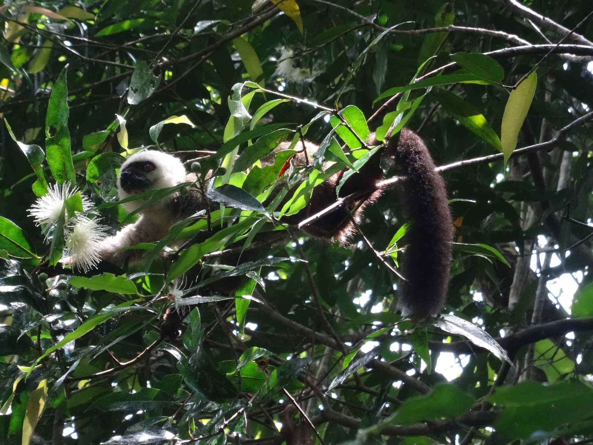 Image of White-fronted Brown Lemur