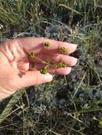 Imagem de Euphorbia leptocaula Boiss.