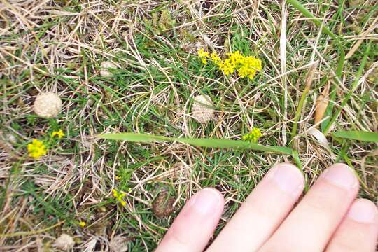 Image of Lady's Bedstraw