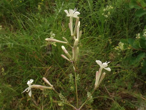 Imagem de Silene italica subsp. italica