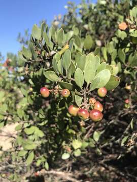 Image of shagbark manzanita