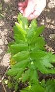 Image of wild parsnip