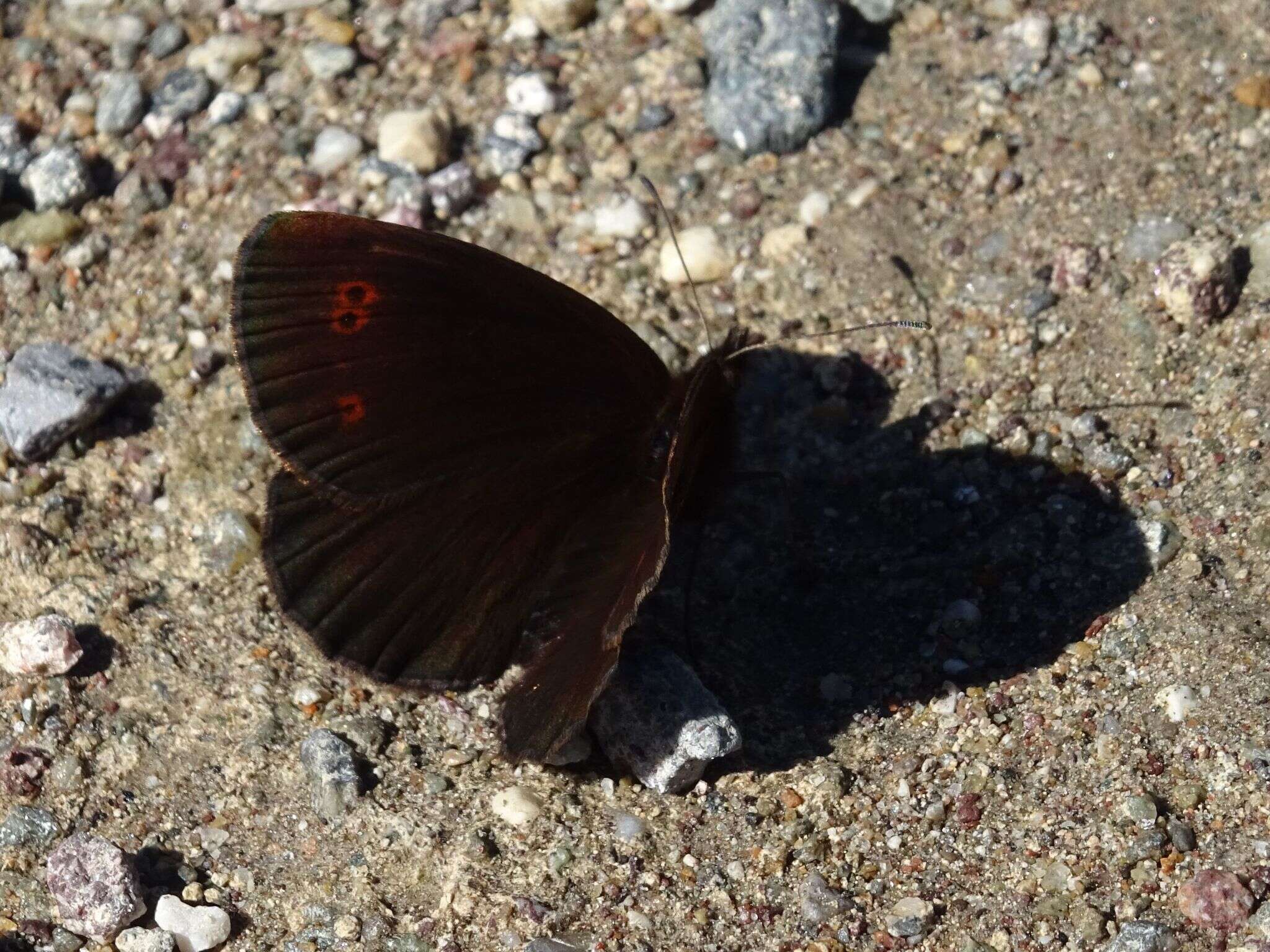 Image of Water Ringlet