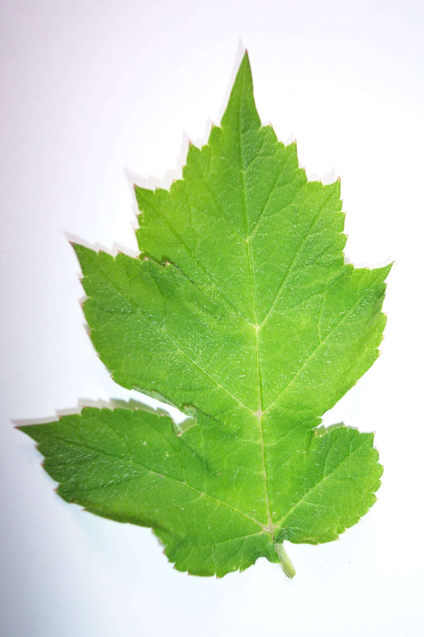 Image of wild parsnip