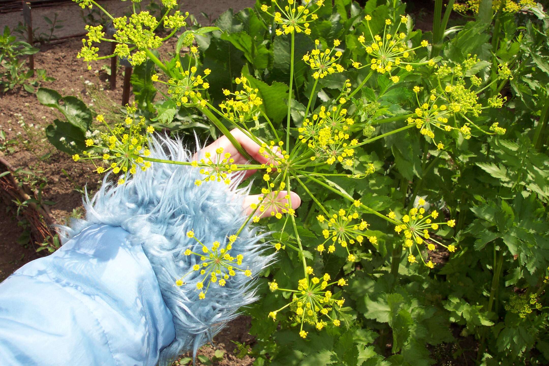 Image of wild parsnip