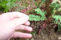 Poterium sanguisorba L.的圖片