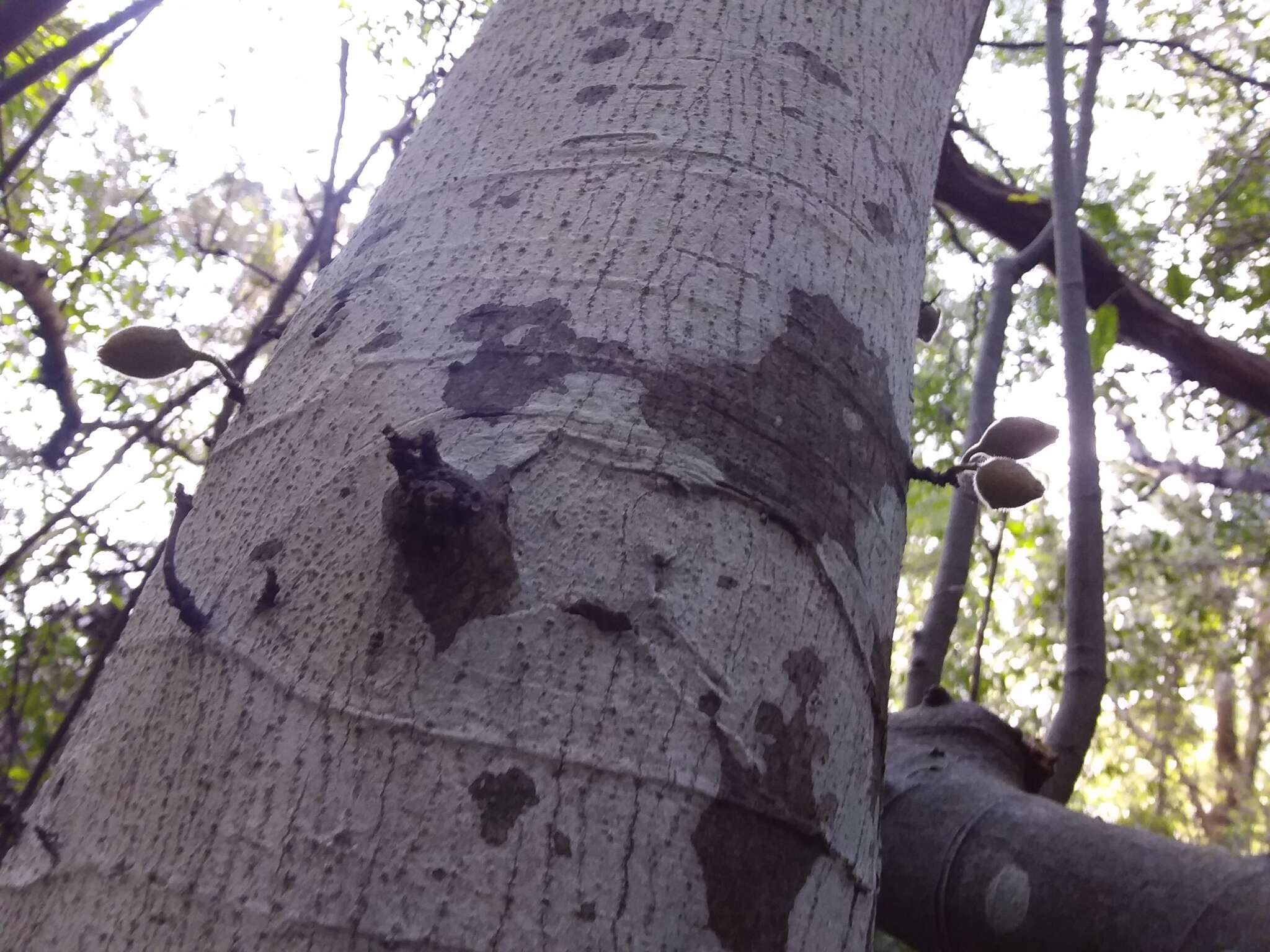 Image of Ficus coronata de Spin