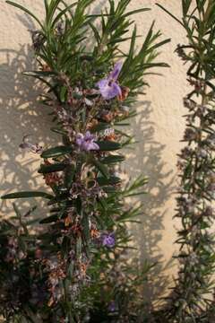 Image of Rosemary