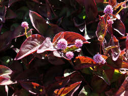 Imagem de Persicaria capitata (Buch.-Ham. ex D. Don) H. Gross