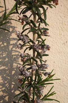 Image of Rosemary