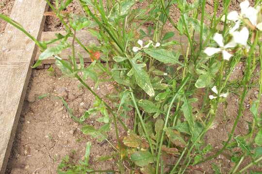 Image of Rocket salad