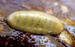 Imagem de Ischnochiton elongatus (Blainville 1825)