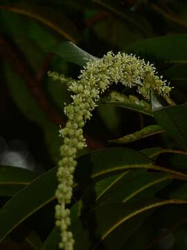 Image of Croton matourensis Aubl.