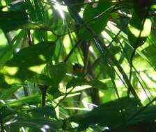 Image of Spectacled Monarch