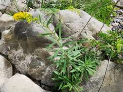 Image of Solidago pringlei Fern.