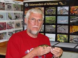 Image de Ambystoma tigrinum (Green 1825)