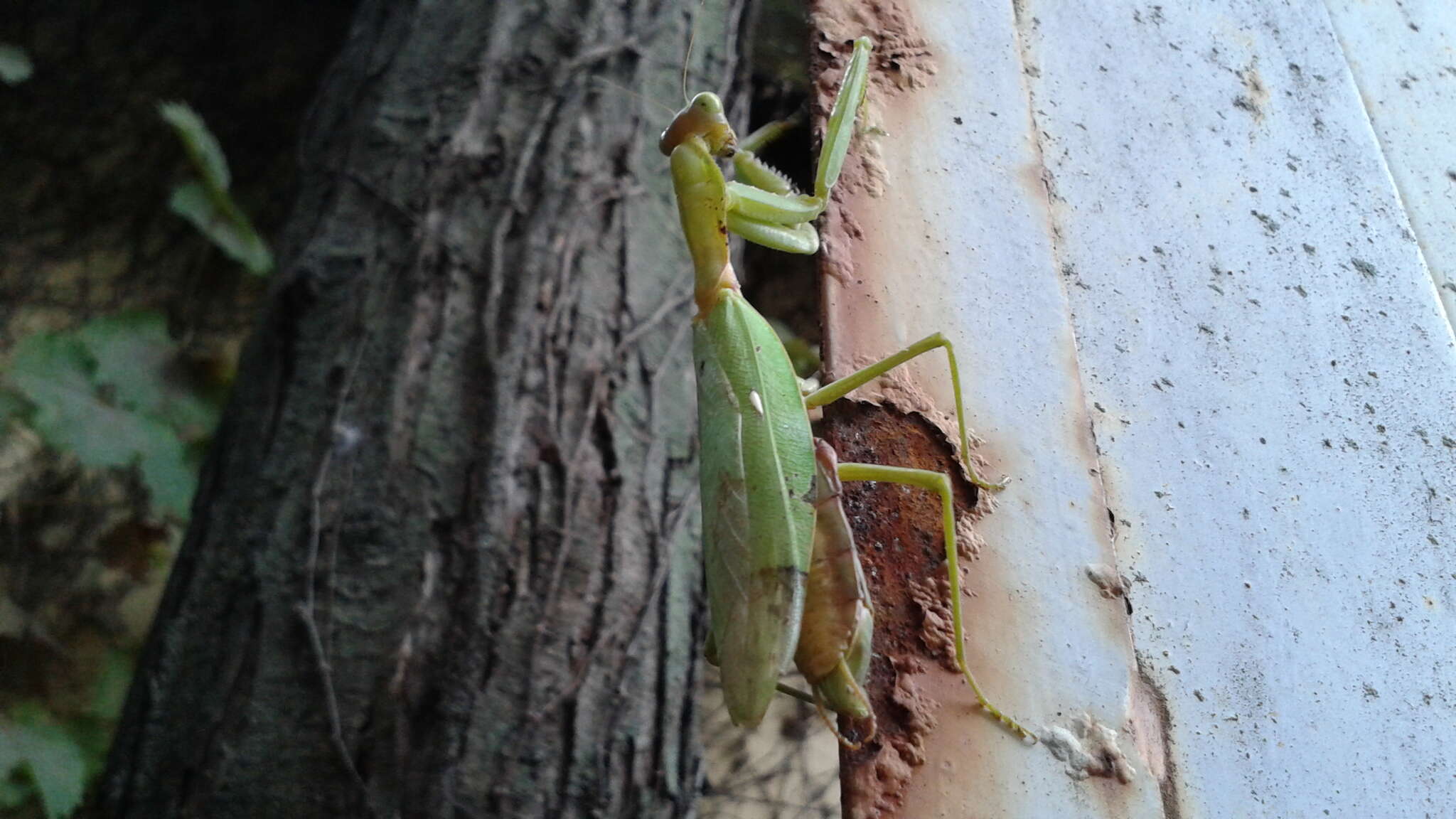 Image of Giant Asian Mantis