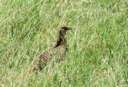 Image of Attwater's greater prairie-chicken