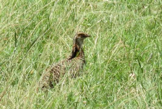 Image of Attwater's greater prairie-chicken