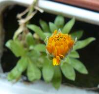 Image of pot marigold