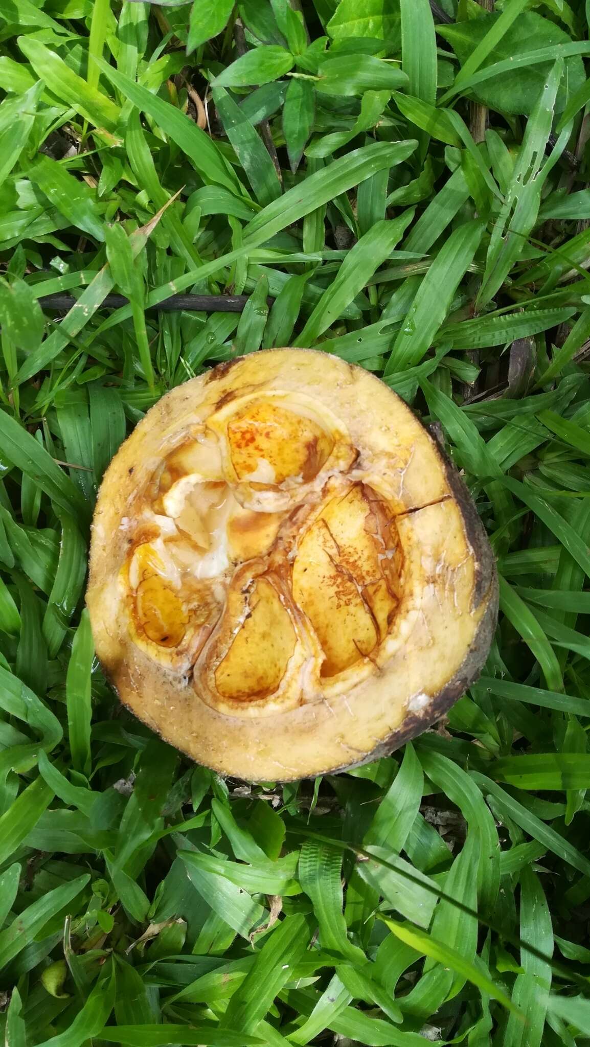 Image of football fruit