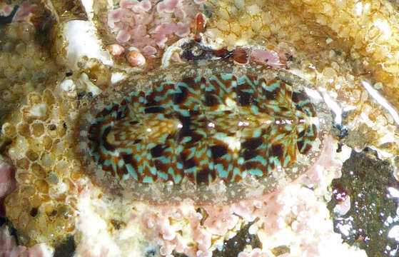 Image of <i>Cyanoplax berryana</i>