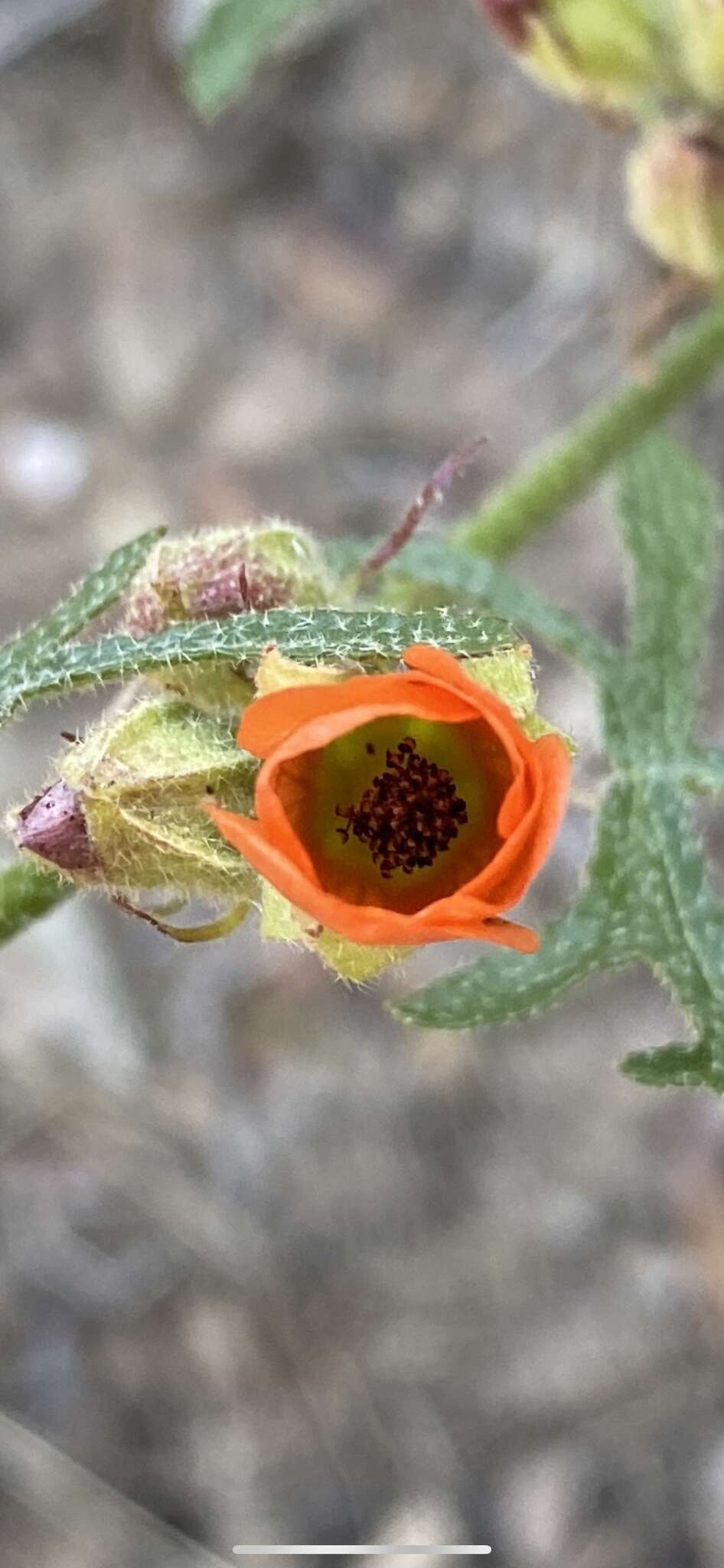 Image of Rusby's globemallow