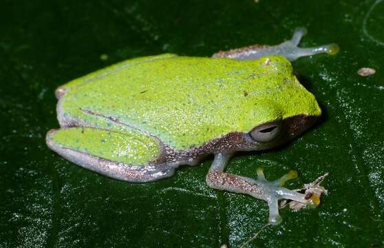 Image of Variable Bush Frog
