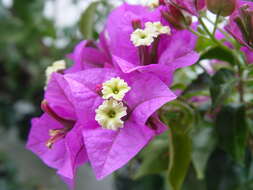 Слика од Bougainvillea glabra Choisy